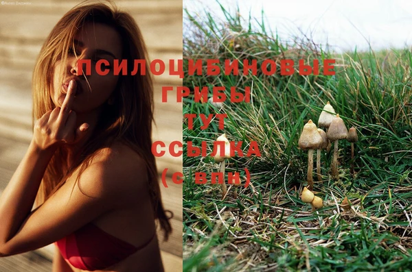 стаф Новодвинск